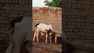 cow cleaning by himself #ytshorts #viralvideo #anime #animals