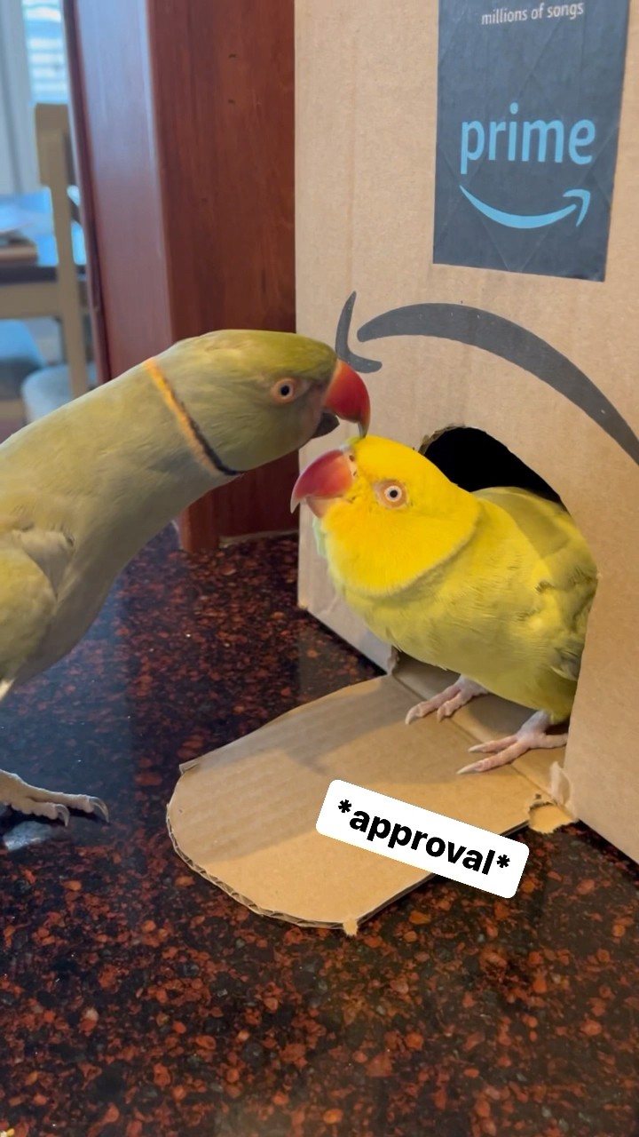 Parrots incredibly talk to one other like humans