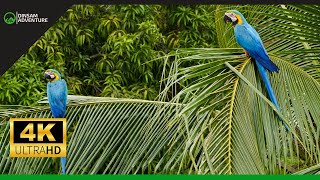 Bikin Takjub Beginilah Kehidupan Burung Macaw di Alam Liar di Habitat Aslinya