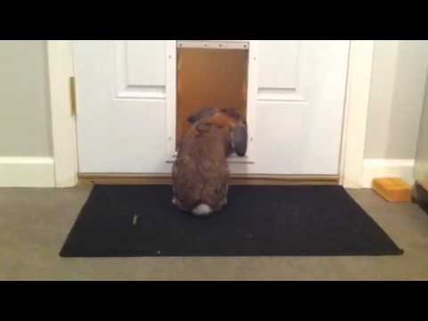 Bunny Using Dog Door