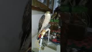 Download Lagu Barisan Alap-alap KABIT Dan CG, Antri Mening MALAM. #burungelang #alapalap #janganlupasubscribe MP3