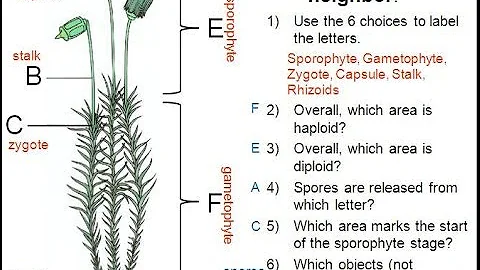 Moss Life Cycle - DayDayNews