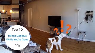 Top 10 Videos of Things Dogs Do When You’re Not Around | RingTV