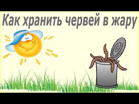 Как хранить червей в жару? Легко и просто!