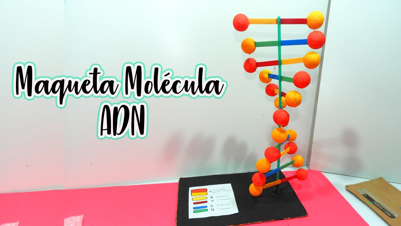 Introducir 101+ imagen maqueta del modelo del adn