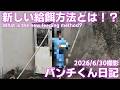 【速報】【パンチくん日記🐵】防犯ネットが無い!見やすい!そして一番気になるパンチの新しい給餌方法とは!?あと撮影禁止の腕章について_市川市動植物園【Punch's Diary2026/6/30】