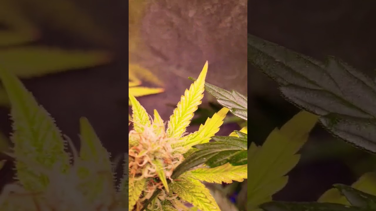 guavo autos, Gorilla coolies auto, durban poison auto, dosi auto, watermelon og auto