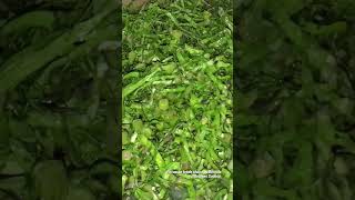 Fricassée Brèdes Chou Du Dimitile