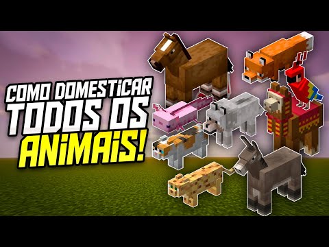 Vídeo: Como domar uma raposa e construir um cão