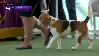 Beagles, Over 13 In. But Not Exceeding 15 In. | Breed Judging 2023