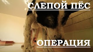 Слепая собака Бим. Операция на глазах. Слепая собака Бим. Операция на глазах.