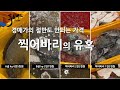 경매장 시세 절반값도 안되는 찍어바리의 유혹~ 구입하는 방법은?