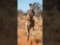Ce Kangourou SACRIFIE son bébé ! (WTF) 😱