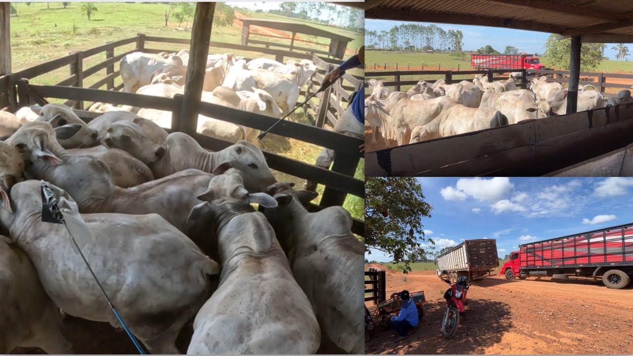 Embarque de 36 bois para o frigorífico só deu problema! 12 bois não quiseram ir para o curral!