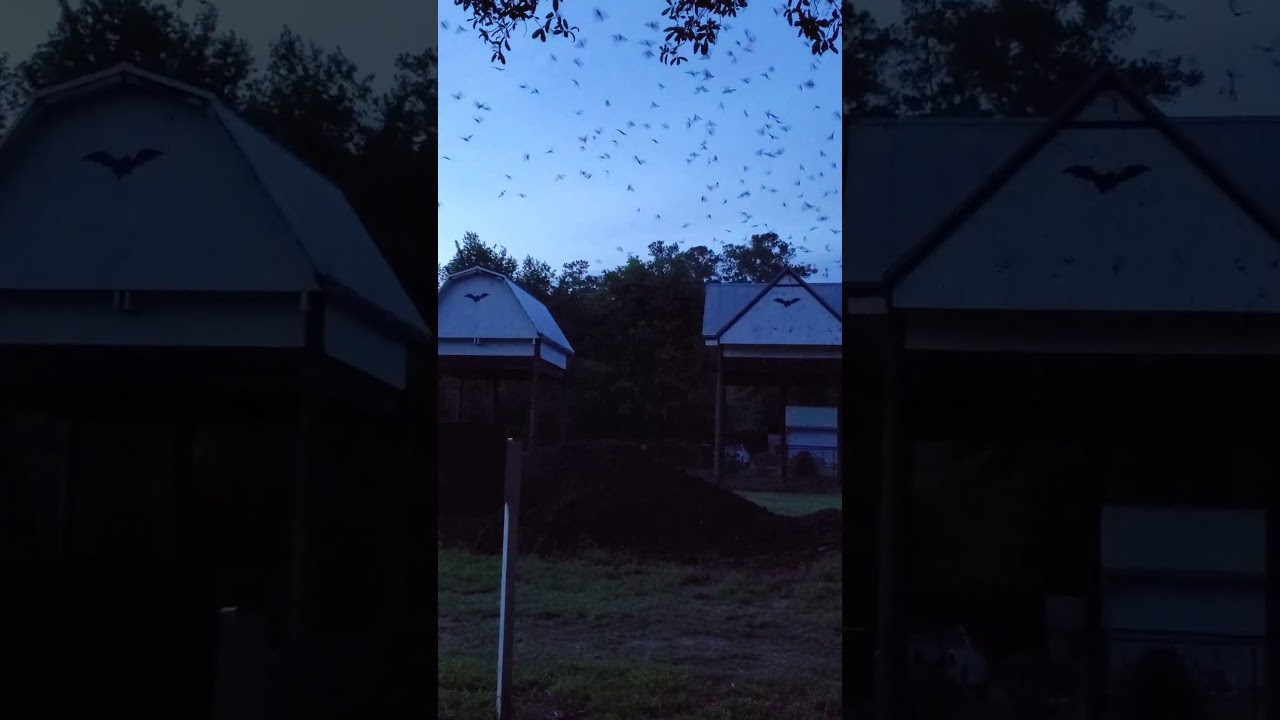 Gainesville Bat Houses YouTube