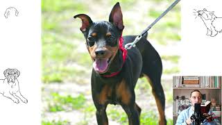 Miniature Pinscher. Pros and cons, price, how to choose, facts, care, history