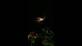 Beautiful Moon Algem Durban