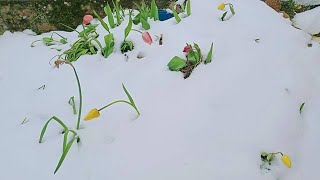 Download Lagu Snow Flowers MP3