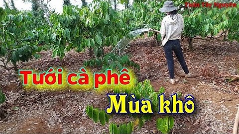 Tuấn Tây Nguyên - Tưới cà phê mùa khô