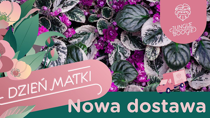 Kwitnąca dostawa na Dzień Mamy - sępolie z wariegacją, pomarańczowe storczyki i kolorowe aglaonemy
