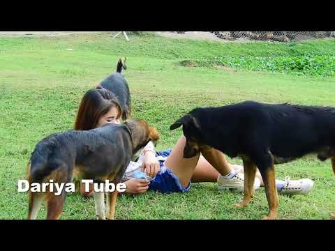 Dariya Training German Shepherd Dog Breeds To Make Fun With Her