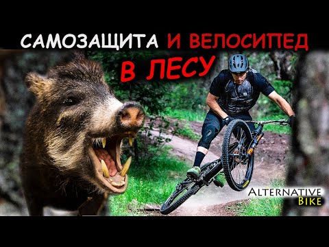 Лесные звери или что делать при встрече кабанов, волком, медведем. Самозащита и велосипед.