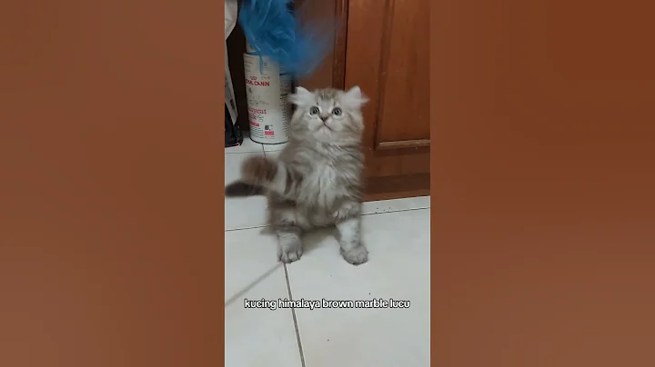 Video 11838411: cute himalayan cat, cute brown cat, cat adoption