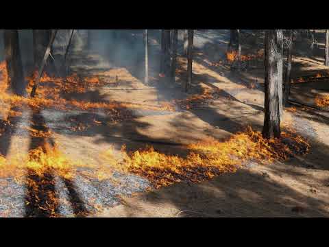 Контрольовані спалювання збільшують довгострокові запаси вуглецю в лісах, дослідження Сьєрра-Невади