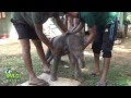 Injured Baby elephant !