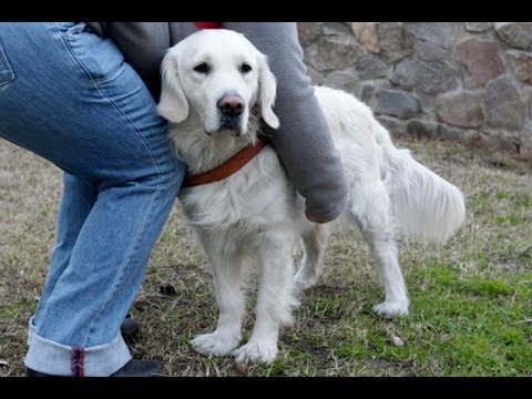 Video: Pet Scoop: Blindenhund rettet blinde Frau vor Einbrechern, Caterpillar ähnelt Donald Trump