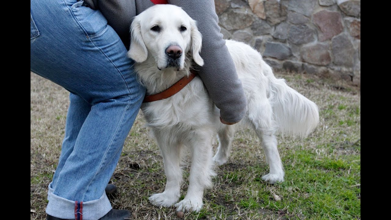 Blindenführhund rettet zwei Menschen - YouTube