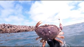 Freediving for Dungeness Crab in Westport, WA