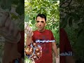 شاطه حلوایی محصولی از بهشت غرب تویسرکان گردو تویسرکان