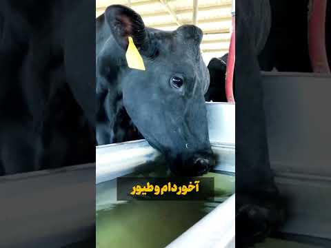 بهش میگن وان حمام پلی اتیلن یا پلاستیکی هم ارزونه هم خیلی کاربردی