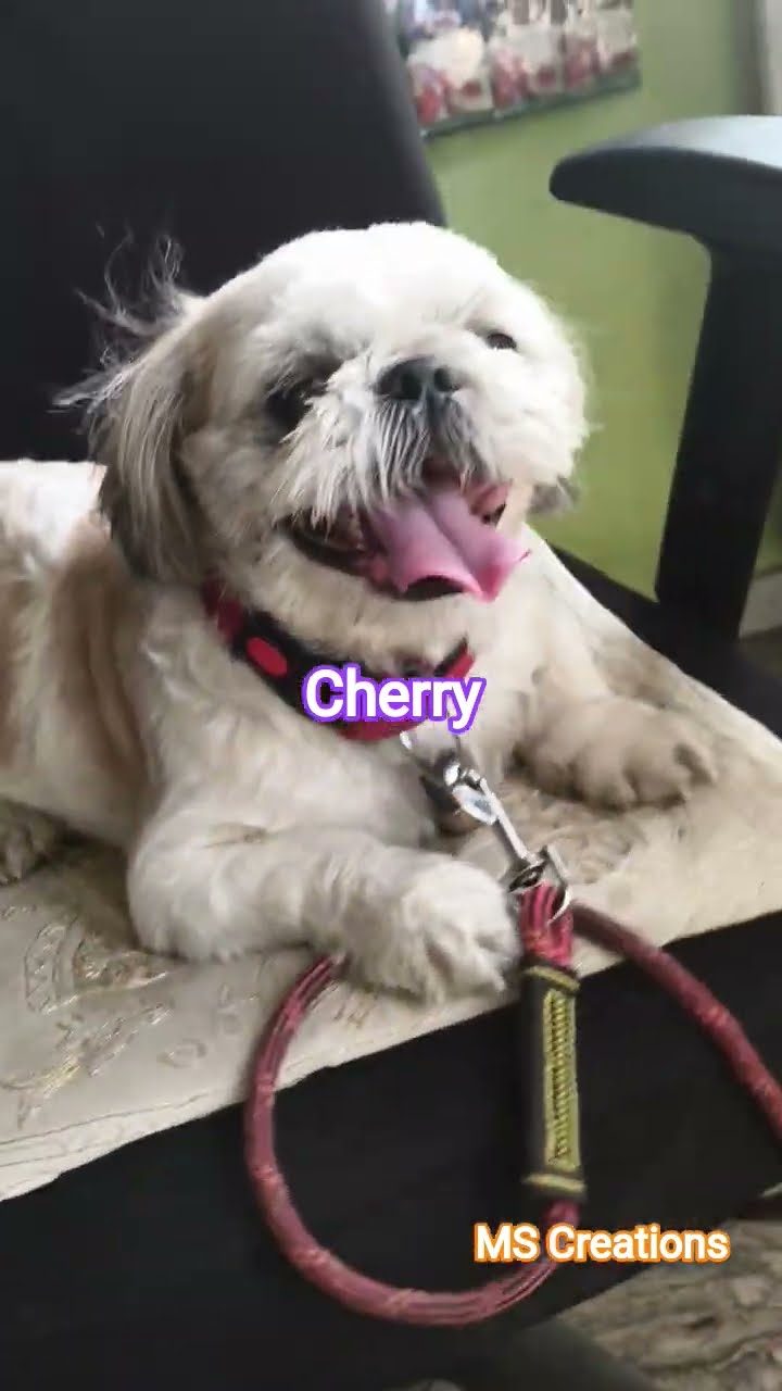 😆ಫನ್ನಿ ಸ್ಟೇಟಸ್ - ShareChat