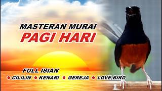 🔴 LIVE 22 - Masteran Murai Batu Pagi Hari Full Isian Tembakan Mewah cocok buat Murai malas bunyi