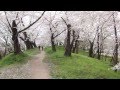 Ka-jo Castle Park Yamagata City (霞城公園の桜)