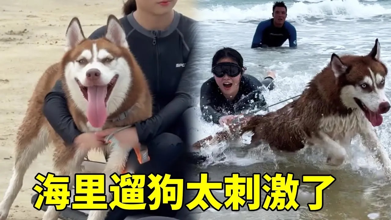 在海里遛狗是什么体验？带狗子海边冲浪，没想到它的雪橇犬血脉觉醒了......