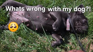 Full French Bulldog at 4 weeks pregnant Guide