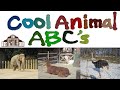 Cool Animal ABC S Zoo Alphabet The Kids Picture Show Fun Educational Learning Video