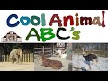 Cool animal abcs  zoo alphabet  the kids picture show fun  educational learning