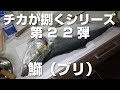 ブリの捌き方♪【チカが捌くシリーズ】