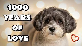 Is the Shih-Poo Really the Perfect Dog? Here's What We Found