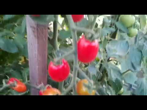 Томат,, Черри от Юрия,, - YouTube