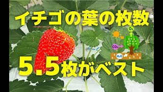 【農家】いちごの葉とわき芽の管理方法をプロが解説