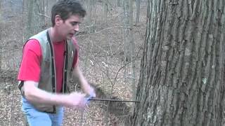 Tree Coring Part 2
