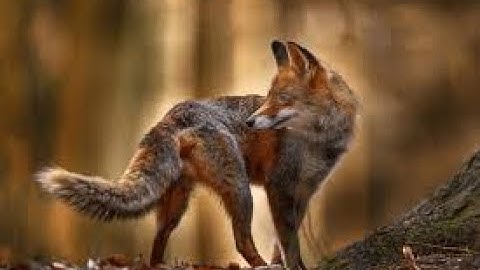 General Data Protection Regulation - Part 2