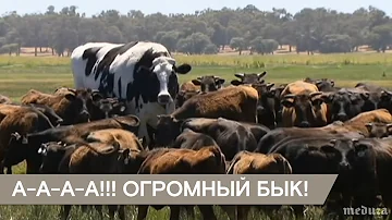 Большой бык. Очень большой
