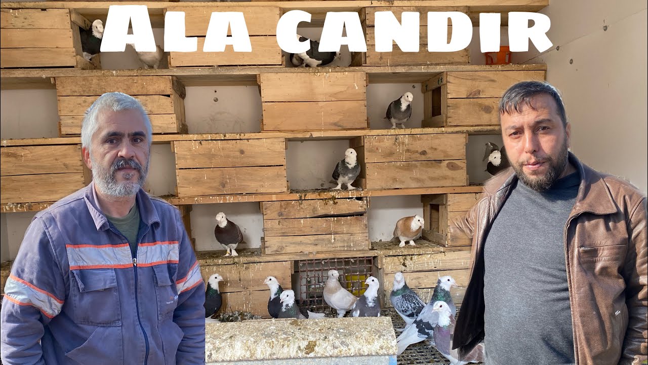 35 YILLIK KUŞÇULAR.SAMSUN GÜVERCİNLERİ & ALa GÜVERCİNLER