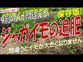 【ジャガイモ栽培】追肥の時期と与え方を完全解説！（追肥のタイミングと追肥の量で収穫量が激変する）